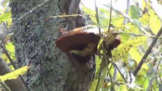 ヤナギキノコあく抜き Pholiota adiposa、 removal of astringent taste [upl. by Lazare261]