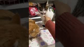 Intelligent Cat 🐈  Orange Cat vs Black Cat Funny short [upl. by Rodrigo]