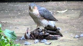 Sparrowhawk plucking live Starling pt2 [upl. by Celka]