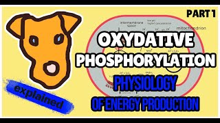 Electron transport chain and oxidative phosphorylation Biochemistry for Step 1 [upl. by Niliak]