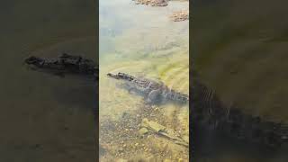 Releasing freshwater crocodile into river 🐊 india crocodile crocodilerescue river reptiles [upl. by Norac]