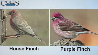 How To Tell Birds Apart House Finches and Purple Finches [upl. by Lemhar529]