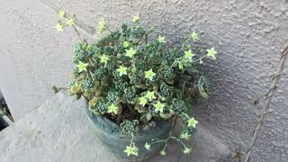 GRAPTOPETALUM MENDOZAE BLOOMS [upl. by Azila]