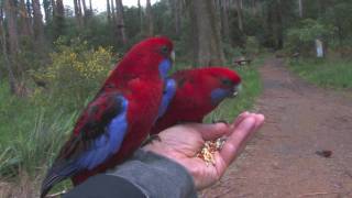 Parrots in Australia [upl. by Parcel]