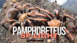 Pamphobeteus sp Light Mating [upl. by Enibas235]