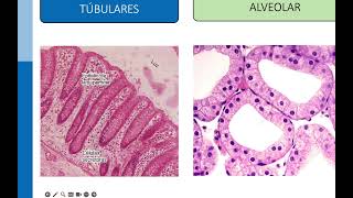 Epitelio Glandular Histología 2024 [upl. by Valtin954]