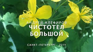 Чистотел большой Алефиров АН [upl. by Eldnar]