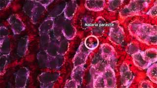 Malaria Lifecycle Part 1 Human Host 2016 [upl. by Leavitt]