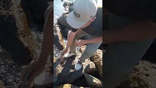 4ft Angle Shark RELEASE Alamitos Jetty Long Beach CA [upl. by Drofnelg]