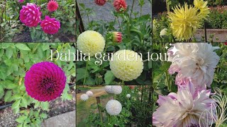 Dahlia Trial Garden [upl. by Reckford879]