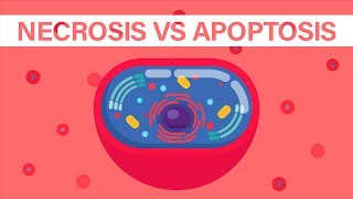 What is Necrosis vs What is Apoptosis [upl. by Aleetha622]