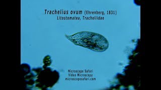 Trachelius ovum [upl. by Oderfodog]