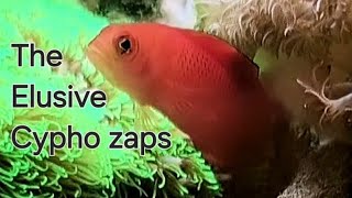 Presenting the Rare Cypho zaps in a Nano Reef Tank [upl. by Nwahsor]