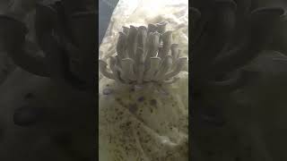 Oyster mushrooms time lapse foryou timelapse mushroom [upl. by Anar]