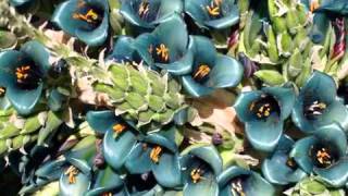 100년에 한번 피는 꽃 푸야라이몬디 Puya Raimondii [upl. by Eversole]