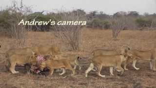 Cubs killed by dominant lioness [upl. by Annahavas]