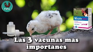 3 vacunas importantes que deben de tener tus pollitos [upl. by Sosthenna]