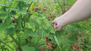 Roadside Raspberry Picking Lucky find [upl. by Anirbac46]