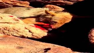 ماذ يفعل الذءب عندما يراكWatch the video A wolf eating and thief [upl. by Hametaf]