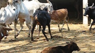 Mating of amruth mahal cow bulls frenzy [upl. by Anelegna]