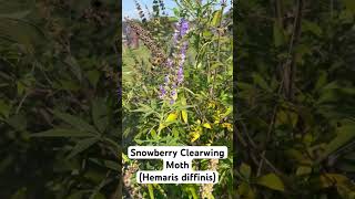 Snowberry Clearwing Moth Hemaris diffinis enjoying some Vitex or ChasteTree nectar [upl. by Shena905]