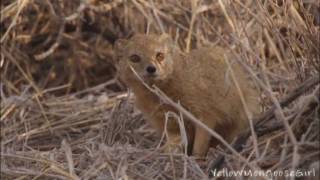 Adorable meerkats on lookout South Africa [upl. by Aynotak]