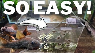 How to Breed Corydoras and Raise 100s of Fry [upl. by Slein728]