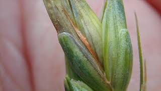 Wheat School Scouting for FHB after anthesis [upl. by Augustine]