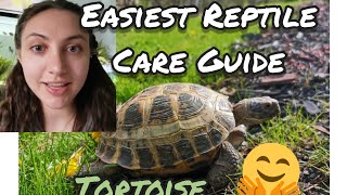 EASIEST REPTILE  🐢🦎RUSSIAN TORTOISE  CARE GUIDE [upl. by Gregson]