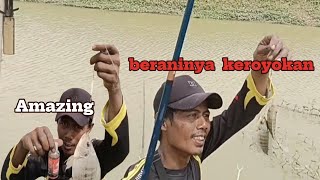 KOCAR KACIR  mancing nila pakai campuran lumut ini bikin ikan main keroyokan [upl. by Euqirne]