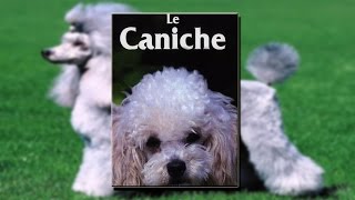 Le Caniche  Film documentaire [upl. by Sutherland]