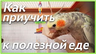 КАК ПРИУЧИТЬ ПОПУГАЯ К ПОЛЕЗНОЙ ЕДЕ Фуражилки для попугая своими руками  Рокки Life [upl. by Aundrea389]