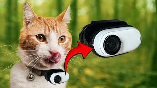 I got a Camera for my Cat to see where he goes  Cat POV Highlights 1 [upl. by Myers]