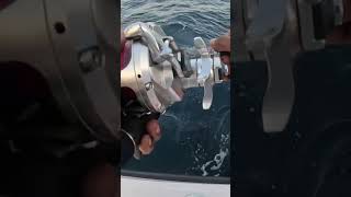 Long Tail tuna on deepseafishing slowpitchjigging [upl. by Ipoillak]