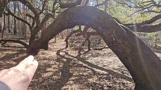 Hiking Indian Lake State Park Forest in Central Florida [upl. by Ahgiela]