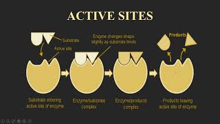 Enzymology  Active Site Malayalam [upl. by Iyre653]