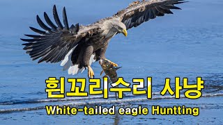 흰꼬리수리 사냥 Whitetailed eagle Huntting [upl. by Eentihw]