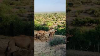 Camel and babies running jumping shorts youtubeshorts [upl. by Braunstein]