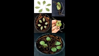 How to propagate Dischidia nummularia String of Nickels from leavesshorts [upl. by Switzer]