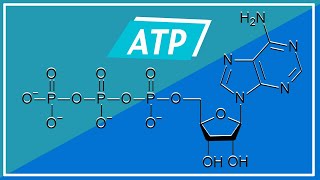 BIOENERGETICA Adenosina Trifosfato Struttura e Funzioni  Pillole di Scienza [upl. by Nivad323]