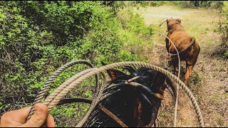 Dale Ropes a 2400lb BULL [upl. by Aurelius]