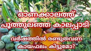 സെപ്റ്റംബറിൽ കലാപ്പാടി പൂത്തുലഞ്ഞപ്പോൾ🥭 ഏറ്റവും രുചിയുള്ള മാങ്ങmango കലാപ്പാടി മാങ്ങ malayalam [upl. by Narcho]