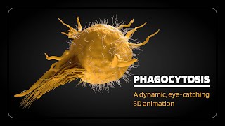 Phagocytosis opsonization margination rolling adhesion diapedesis [upl. by Engeddi]