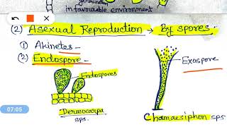 Reproduction in Algae शैवालों में प्रजनन [upl. by Attiuqal]