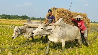 How the bullock cart is pulled out of the ditch  bullock cart [upl. by Padraig543]