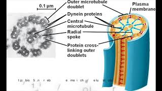 How Flagella Move  Bacteria vs Eukaryotes [upl. by Anorahs799]