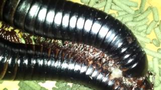 Giant millipedes mating [upl. by Tichon140]