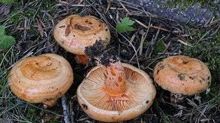 Cueillette Champignons dans le Var [upl. by Claudius]