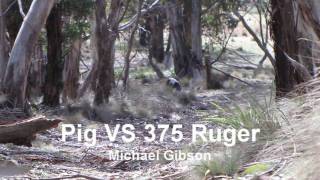 Wild boar vs 375 Ruger  260gr Nosler Accubond [upl. by Armalla]