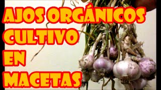 CULTIVO DE AJOS EN MACETAS quotPROCESO COMPLETOquot ORGÁNICOS [upl. by Heyman]